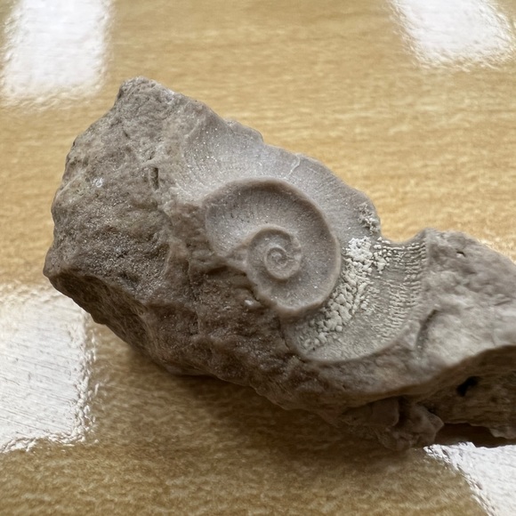 Meet your Posher, Hadley - Picture 8 of 8